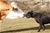 Ch. MASCALZONE LATINO - Triola Cane Corso